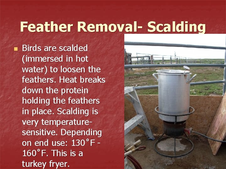 Feather Removal- Scalding n Birds are scalded (immersed in hot water) to loosen the