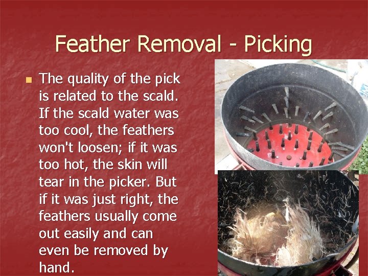 Feather Removal - Picking n The quality of the pick is related to the