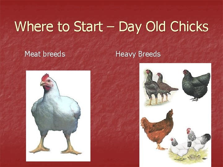 Where to Start – Day Old Chicks Meat breeds Heavy Breeds 