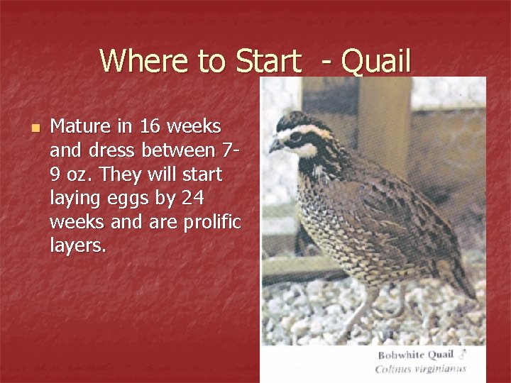 Where to Start - Quail n Mature in 16 weeks and dress between 79