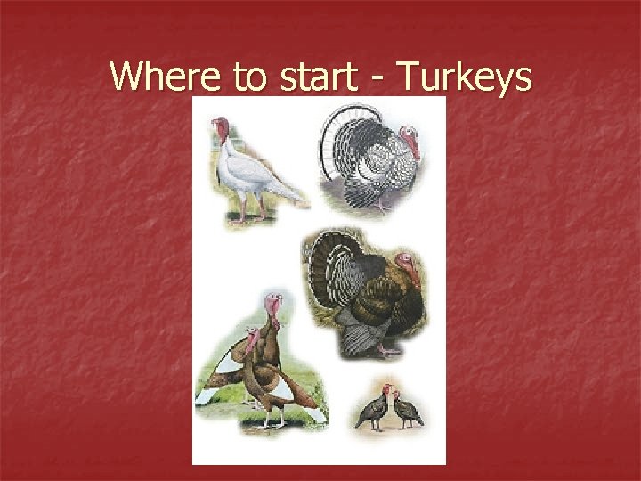 Where to start - Turkeys 