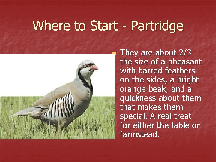 Where to Start - Partridge n They are about 2/3 the size of a