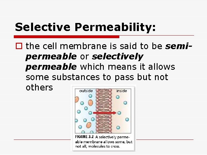 Selective Permeability: o the cell membrane is said to be semipermeable or selectively permeable