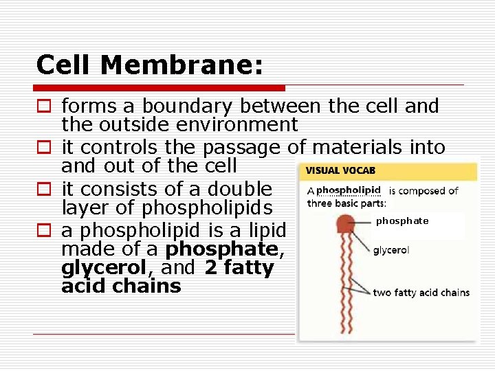 Cell Membrane: o forms a boundary between the cell and the outside environment o