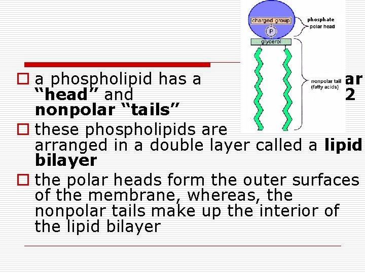 phosphate o a phospholipid has a polar “head” and 2 nonpolar “tails” o these