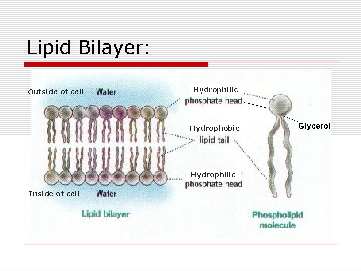 Lipid Bilayer: Outside of cell = Hydrophilic Hydrophobic Hydrophilic Inside of cell = Glycerol