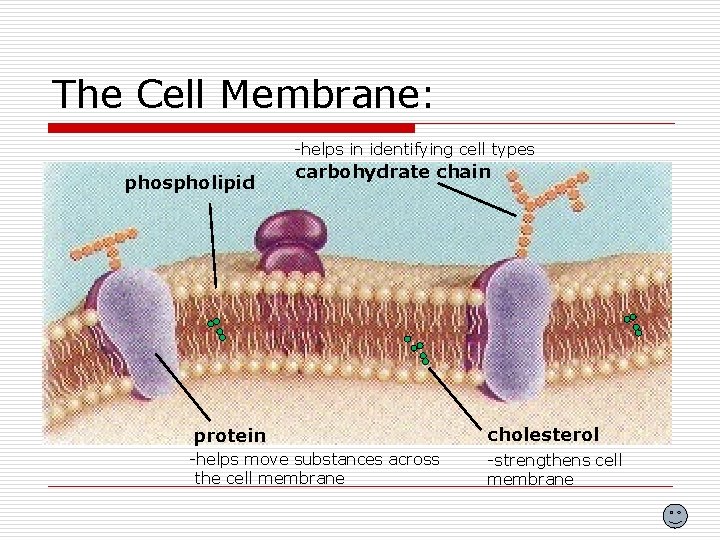 The Cell Membrane: -helps in identifying cell types phospholipid carbohydrate chain protein cholesterol -helps