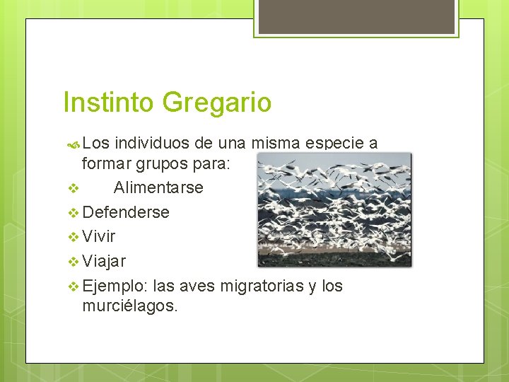 Instinto Gregario Los individuos de una misma especie a formar grupos para: v Alimentarse