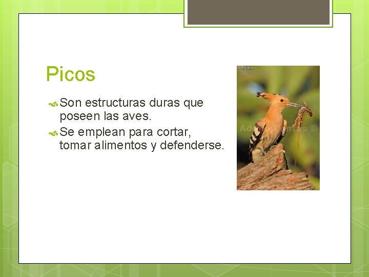Picos Son estructuras duras que poseen las aves. Se emplean para cortar, tomar alimentos