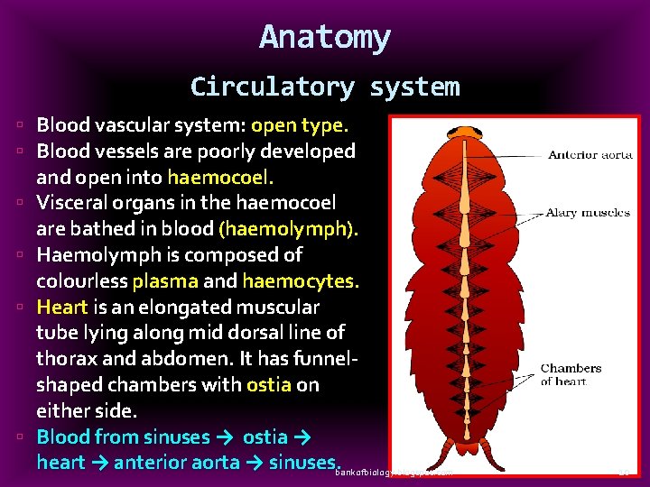 Anatomy Circulatory system Blood vascular system: open type. Blood vessels are poorly developed and