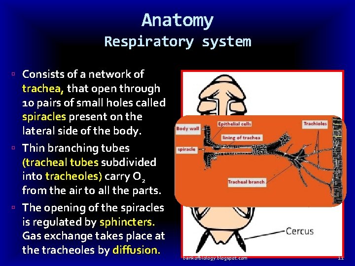 Anatomy Respiratory system Consists of a network of trachea, that open through 10 pairs