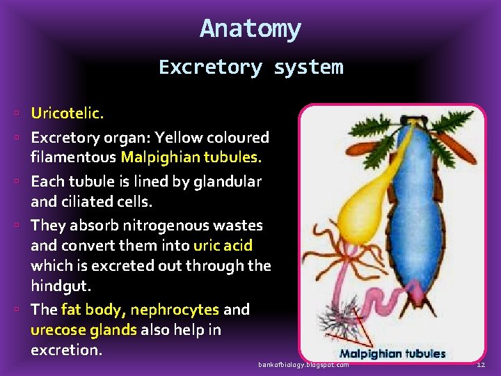 Anatomy Excretory system Uricotelic. Excretory organ: Yellow coloured filamentous Malpighian tubules. Each tubule is