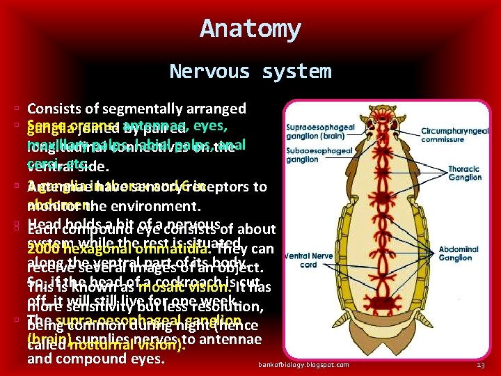 Anatomy Nervous system Consists of segmentally arranged Sense gangliaorgans: joined antennae, by paired eyes,