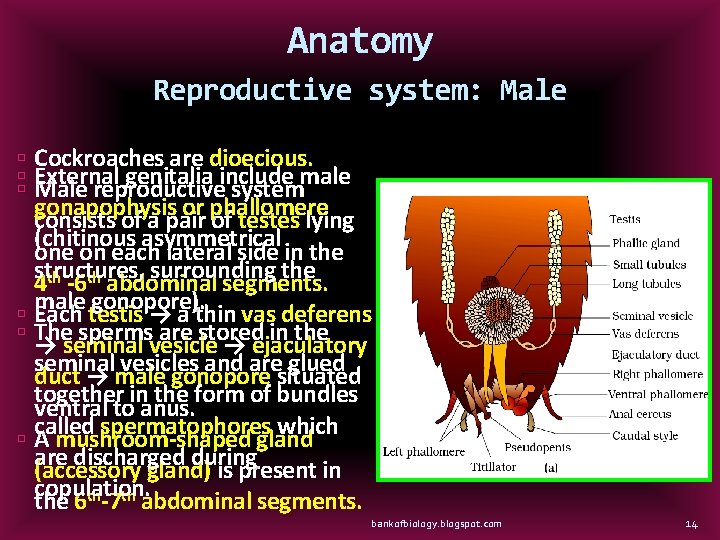 Anatomy Reproductive system: Male Cockroaches are dioecious. External genitalia include male Male reproductive system