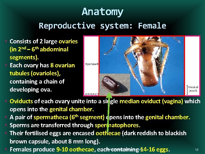 Anatomy Reproductive system: Female Consists of 2 large ovaries (in 2 nd – 6