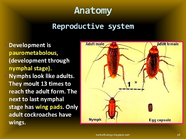 Anatomy Reproductive system Development is paurometabolous, (development through nymphal stage). Nymphs look like adults.