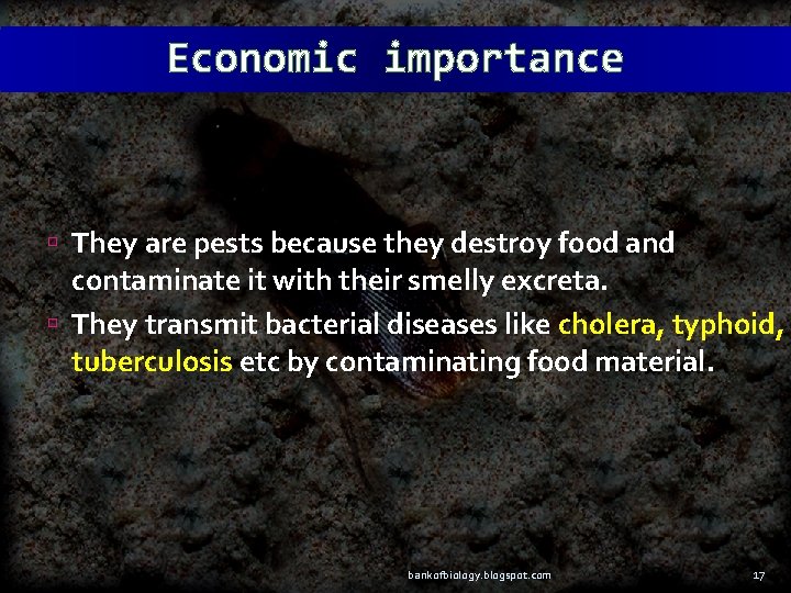Economic importance They are pests because they destroy food and contaminate it with their