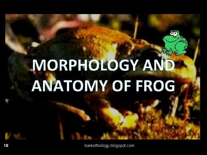 MORPHOLOGY AND ANATOMY OF FROG 18 bankofbiology. blogspot. com 