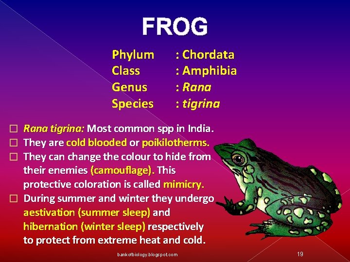 FROG Phylum Class Genus Species : Chordata : Amphibia : Rana : tigrina Rana