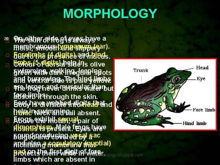 MORPHOLOGY 20 On either side ofiseyes have a The skin of frog always membranous