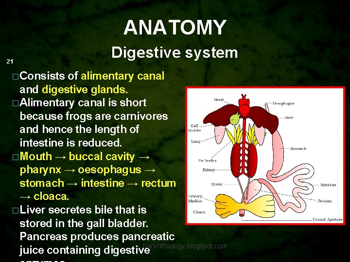 ANATOMY 21 Digestive system � Consists of alimentary canal and digestive glands. � Alimentary