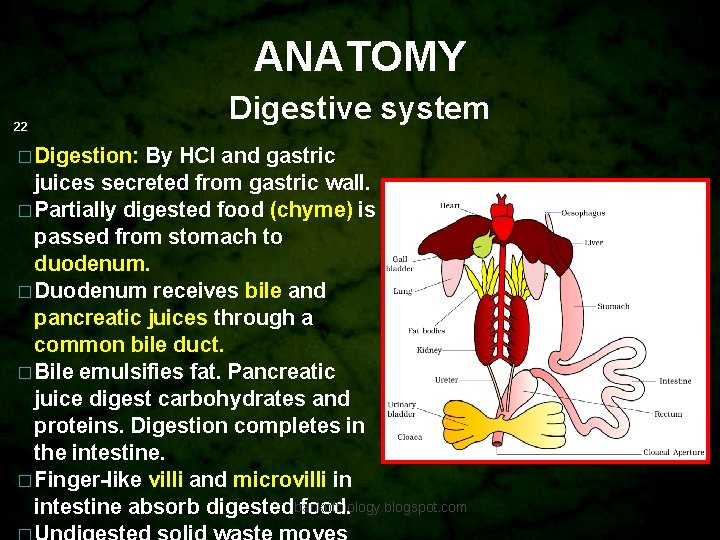 ANATOMY 22 Digestive system � Digestion: By HCl and gastric juices secreted from gastric