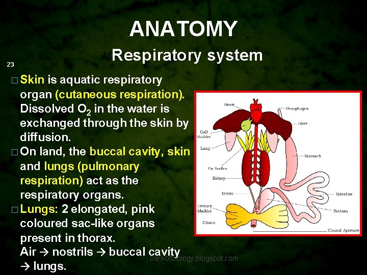 ANATOMY 23 v. Respiratory system � Skin is aquatic respiratory organ (cutaneous respiration). Dissolved