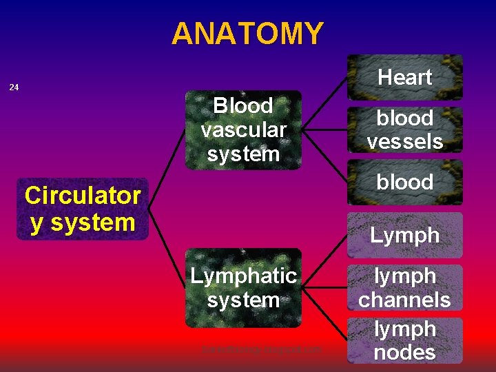 ANATOMY Heart 24 Blood vascular system blood vessels blood Circulator y system Lymphatic system