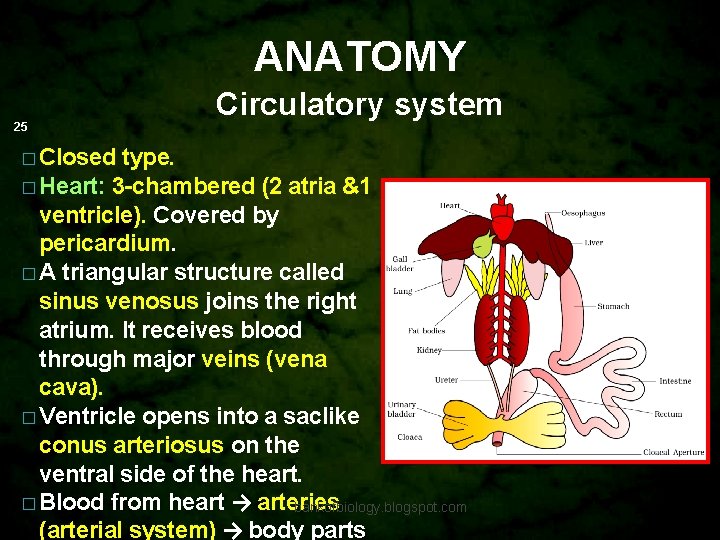 ANATOMY 25 � Closed Circulatory system type. � Heart: 3 -chambered (2 atria &1