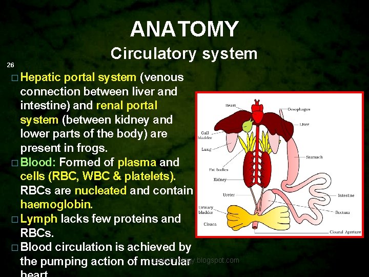 ANATOMY 26 Circulatory system � Hepatic portal system (venous connection between liver and intestine)