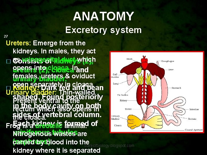 ANATOMY 27 Excretory system Ureters: Emerge from the kidneys. In males, they act urinogenital