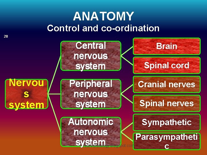 ANATOMY Control and co-ordination 28 Central nervous system Nervou s system Peripheral nervous system