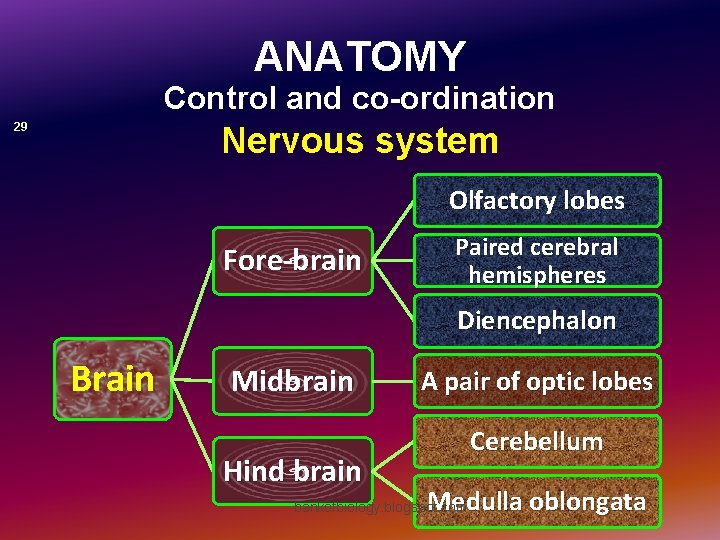 ANATOMY Control and co-ordination Nervous system 29 Olfactory lobes Fore-brain Paired cerebral hemispheres Diencephalon