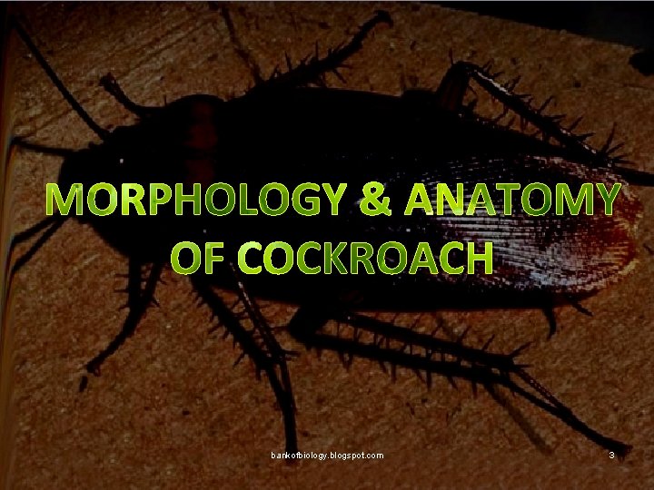 MORPHOLOGY & ANATOMY OF COCKROACH bankofbiology. blogspot. com 3 