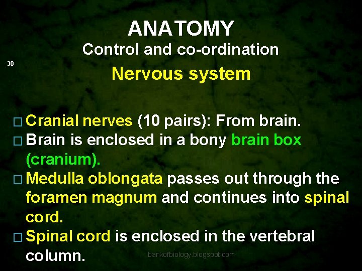 ANATOMY Control and co-ordination 30 Nervous system � Cranial nerves (10 pairs): From brain.