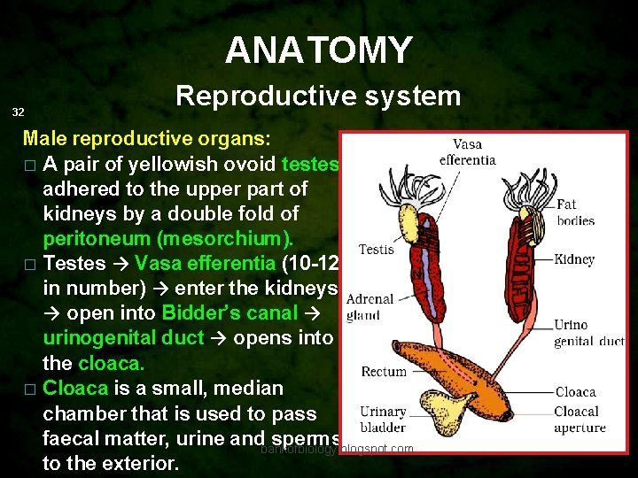 ANATOMY 32 Reproductive system Male reproductive organs: � A pair of yellowish ovoid testes,