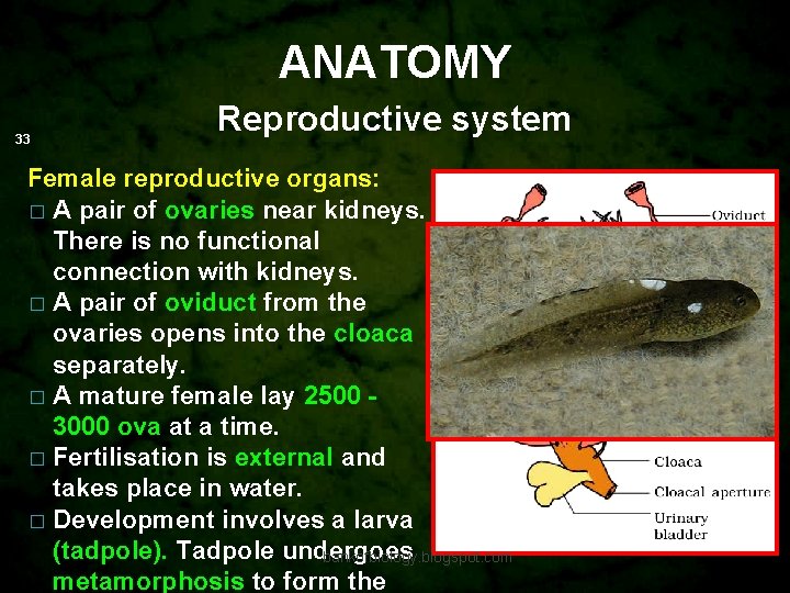 ANATOMY 33 Reproductive system Female reproductive organs: � A pair of ovaries near kidneys.