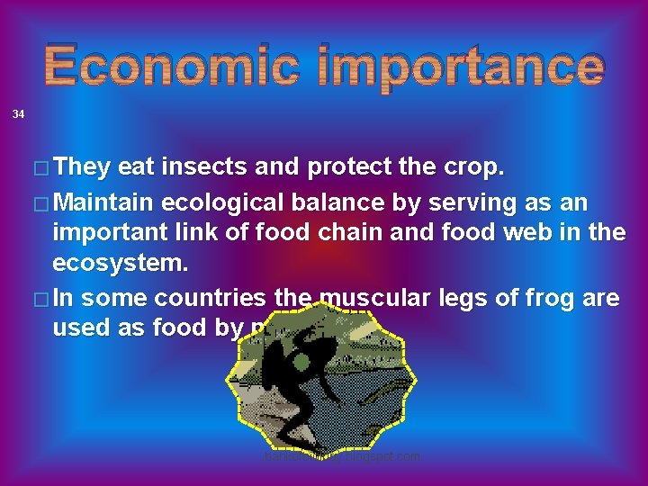 Economic importance 34 � They eat insects and protect the crop. � Maintain ecological