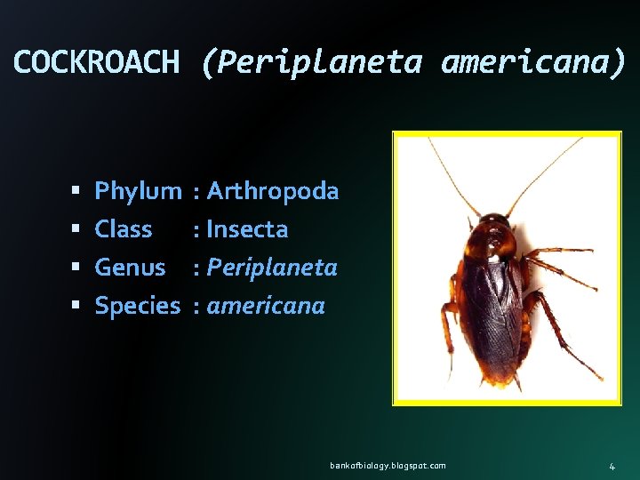 COCKROACH (Periplaneta americana) Phylum Class Genus Species : Arthropoda : Insecta : Periplaneta :