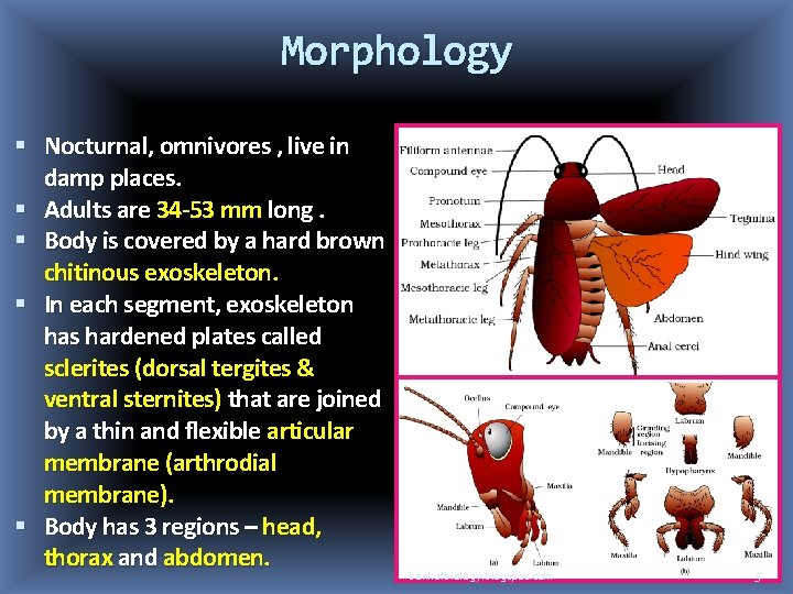 Morphology Nocturnal, omnivores , live in damp places. Adults are 34 -53 mm long.