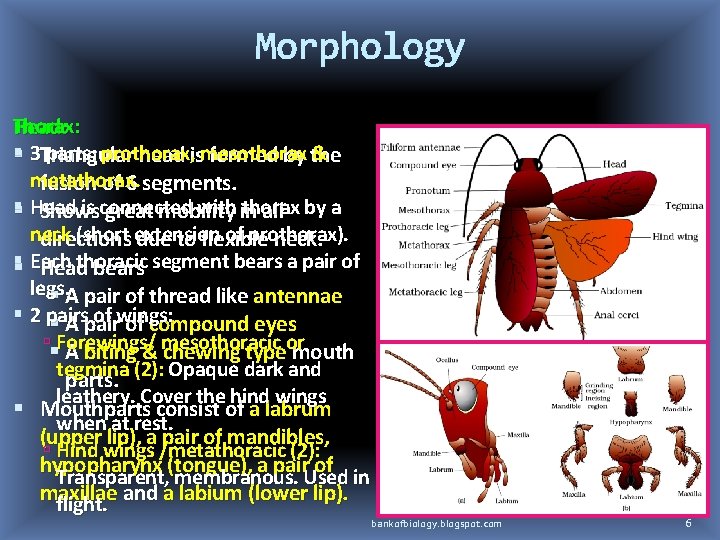 Morphology Thorax: Head: 3 Triangular parts: prothorax, & head ismesothorax formed by the metathorax.