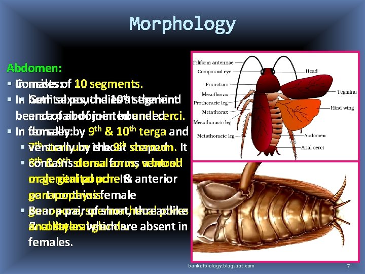 Morphology Abdomen: In Consists males: of 10 segments. In both Genital sexes, pouch thelies