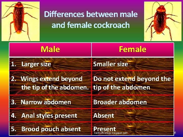 Differences between male and female cockroach Male 1. Larger size Female Smaller size 2.