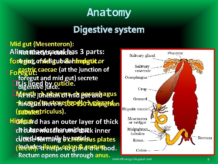 Anatomy Mid gut (Mesenteron): Alimentary canal has 3 parts: Not lined by cuticle. A