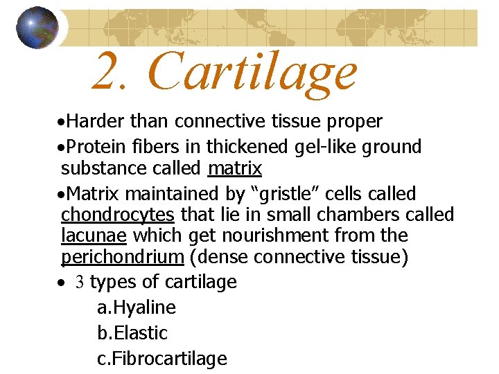 2. Cartilage ·Harder than connective tissue proper ·Protein fibers in thickened gel-like ground substance