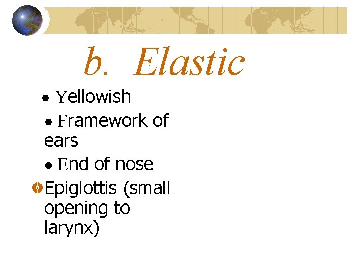 b. Elastic · Yellowish · Framework of ears · End of nose Epiglottis (small