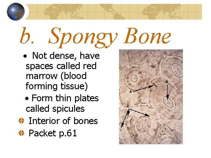 b. Spongy Bone · Not dense, have spaces called red marrow (blood forming tissue)