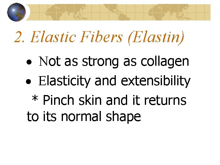 2. Elastic Fibers (Elastin) · Not as strong as collagen · Elasticity and extensibility