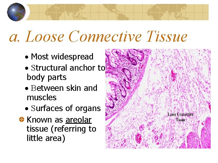 a. Loose Connective Tissue · Most widespread · Structural anchor to body parts ·
