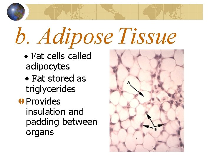 b. Adipose Tissue · Fat cells called adipocytes · Fat stored as triglycerides Provides